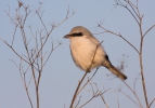 Great Grey Shrike