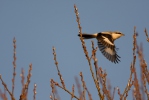 Great Grey Shrike