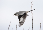 Great Grey Shrike