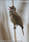 Great Reed Warbler