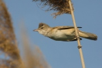 Great Reed Warbler