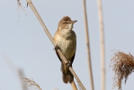 Great Reed Warbler