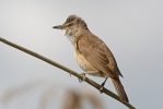 Great Reed Warbler