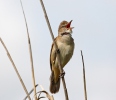 Great Reed Warbler