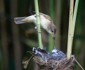 Great Reed Warbler and Cuckoo