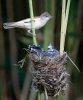 Great Reed Warbler and Cuckoo