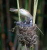 Great Reed Warbler and Cuckoo