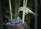 Great Reed Warbler and Cuckoo