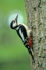 Great Spotted Woodpecker