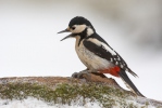 Great Spotted Woodpecker