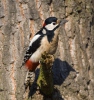 Great Spotted Woodpecker