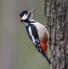 Great Spotted Woodpecker