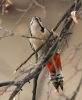 Great Spotted Woodpecker