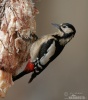 Woodpeckers