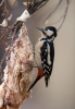 Great Spotted Woodpecker