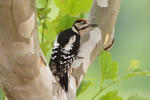 Great Spotted Woodpecker