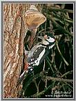 Great Spotted Woodpecker