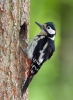 Great Spotted Woodpecker