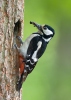 Great Spotted Woodpecker