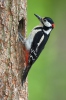 Great Spotted Woodpecker