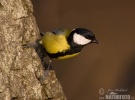 Great Tit