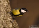 Great Tit