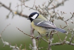 Great Tit