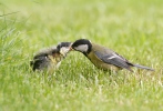 Great Tit