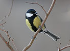 Great Tit