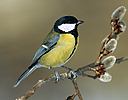 Great Tit