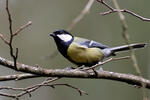 Great Tit