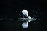 Great White Egret