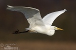 Great White Egret