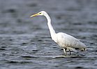 Great White Egret