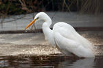 Great White Egret