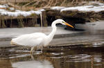 Great White Egret