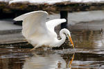 Great White Egret