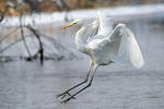 Great White Egret