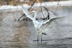 Great White Egret