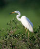 Great White Egret