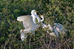 Great White Egret