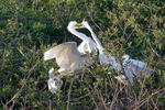 Great White Egret