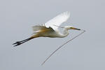 Great White Egret