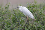 Great White Egret