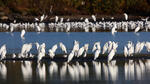 Great White Egret