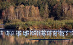 Great White Egret