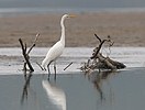 Great White Egret