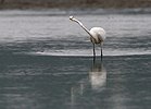 Great White Egret