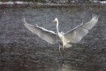 Great White Egret