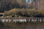 Great White Egret